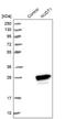 Nudix Hydrolase 1 antibody, NBP2-54664, Novus Biologicals, Western Blot image 