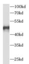 VPS37A Subunit Of ESCRT-I antibody, FNab09440, FineTest, Western Blot image 