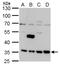 Leucine Rich Repeat Containing 59 antibody, GTX123532, GeneTex, Western Blot image 