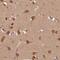 ERI1 Exoribonuclease Family Member 3 antibody, NBP2-48591, Novus Biologicals, Immunohistochemistry paraffin image 