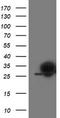 Phosphoglycerate Mutase 2 antibody, CF503425, Origene, Western Blot image 