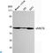 Creatine Kinase, Mitochondrial 1B antibody, LS-C813148, Lifespan Biosciences, Western Blot image 