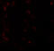 Karyopherin Subunit Alpha 6 antibody, 5991, ProSci, Immunofluorescence image 