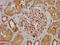 Alanine--glyoxylate aminotransferase 2, mitochondrial antibody, CSB-PA866322LA01HU, Cusabio, Immunohistochemistry frozen image 