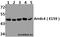 Arrestin Domain Containing 4 antibody, A12500-1, Boster Biological Technology, Western Blot image 