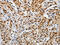 Piwi-like protein 3 antibody, CSB-PA120136, Cusabio, Immunohistochemistry frozen image 