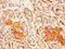 Delta Like Non-Canonical Notch Ligand 1 antibody, CSB-PA006945LA01HU, Cusabio, Immunohistochemistry frozen image 