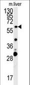 Retrotransposon Gag Like 3 antibody, LS-C160746, Lifespan Biosciences, Western Blot image 