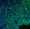 Basigin (Ok Blood Group) antibody, M00248-6, Boster Biological Technology, Immunofluorescence image 