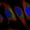 Chromosome 6 Open Reading Frame 47 antibody, NBP2-48828, Novus Biologicals, Immunofluorescence image 
