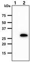 Phenylethanolamine N-methyltransferase antibody, MBS200216, MyBioSource, Western Blot image 