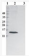Ribonuclease 7 antibody, AM33436PU-N, Origene, Western Blot image 