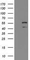 Katanin Catalytic Subunit A1 Like 1 antibody, LS-C337332, Lifespan Biosciences, Western Blot image 