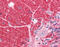 DISC1 Scaffold Protein antibody, 51-126, ProSci, Immunohistochemistry frozen image 