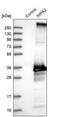 Inositol Monophosphatase 2 antibody, PA5-56189, Invitrogen Antibodies, Western Blot image 