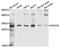 Sodium channel subunit beta-1 antibody, orb373045, Biorbyt, Western Blot image 