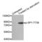 Sp1 Transcription Factor antibody, abx000283, Abbexa, Western Blot image 
