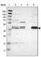 Ganglioside-induced differentiation-associated protein 1 antibody, NBP1-84430, Novus Biologicals, Western Blot image 