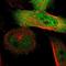 Small G Protein Signaling Modulator 2 antibody, NBP1-93637, Novus Biologicals, Immunofluorescence image 