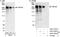 Tankyrase 1 Binding Protein 1 antibody, A301-438A, Bethyl Labs, Western Blot image 