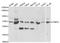 Protein Arginine Methyltransferase 5 antibody, TA327063, Origene, Western Blot image 