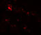hZIP1 antibody, 6081, ProSci Inc, Immunofluorescence image 