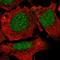 Nuclear Receptor Coactivator 2 antibody, HPA060243, Atlas Antibodies, Immunofluorescence image 