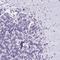 DEAH-Box Helicase 15 antibody, NBP2-13919, Novus Biologicals, Immunohistochemistry frozen image 