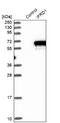Interferon Related Developmental Regulator 1 antibody, NBP1-87327, Novus Biologicals, Western Blot image 