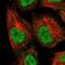 Adipogenesis Associated Mth938 Domain Containing antibody, PA5-58164, Invitrogen Antibodies, Immunofluorescence image 