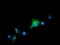 10-formyltetrahydrofolate dehydrogenase antibody, GTX84897, GeneTex, Immunocytochemistry image 