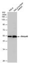 RB Binding Protein 4, Chromatin Remodeling Factor antibody, MA1-23273, Invitrogen Antibodies, Western Blot image 