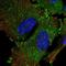 Signal Recognition Particle 68 antibody, HPA055617, Atlas Antibodies, Immunofluorescence image 