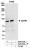 Coatomer Protein Complex Subunit Beta 1 antibody, A304-723A, Bethyl Labs, Immunoprecipitation image 