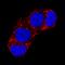 Wnt Family Member 4 antibody, MAB4751, R&D Systems, Immunocytochemistry image 