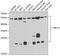 Ubiquitin Conjugating Enzyme E2 H antibody, GTX32944, GeneTex, Western Blot image 