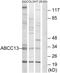 Putative ATP-binding cassette sub-family C member 13 antibody, PA5-39376, Invitrogen Antibodies, Western Blot image 
