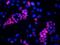 SIX Homeobox 1 antibody, 10709-1-AP, Proteintech Group, Immunofluorescence image 