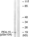 Proliferation And Apoptosis Adaptor Protein 15 antibody, TA314791, Origene, Western Blot image 