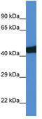 SEC14 Like Lipid Binding 3 antibody, TA333702, Origene, Western Blot image 