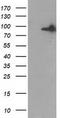 Gephyrin antibody, TA502284, Origene, Western Blot image 