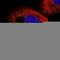 RIC8 Guanine Nucleotide Exchange Factor B antibody, HPA042746, Atlas Antibodies, Immunocytochemistry image 