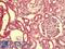 Homeobox protein EMX1 antibody, LS-B9606, Lifespan Biosciences, Immunohistochemistry frozen image 