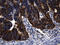 Ring Finger Protein 14 antibody, LS-C792640, Lifespan Biosciences, Immunohistochemistry paraffin image 