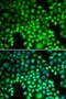Proteasome subunit alpha type-4 antibody, LS-C748581, Lifespan Biosciences, Immunofluorescence image 