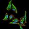 Maternal Embryonic Leucine Zipper Kinase antibody, NBP2-37481, Novus Biologicals, Immunofluorescence image 