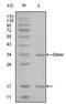 E1A Binding Protein P300 antibody, AM06269SU-N, Origene, Western Blot image 