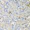 USH1 Protein Network Component Harmonin antibody, 19-353, ProSci, Immunohistochemistry frozen image 