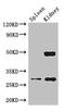 N(G),N(G)-dimethylarginine dimethylaminohydrolase 2 antibody, LS-C396266, Lifespan Biosciences, Western Blot image 