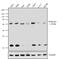 p65 antibody, 436700, Invitrogen Antibodies, Western Blot image 